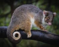 Best Possum Removal Brisbane image 5