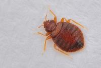 Extermination of Bed Bugs Brisbane image 2