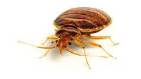 Extermination of Bed Bugs Brisbane image 4