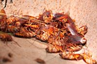 Cockroach Treatment Brisbane image 1