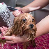 Dog Wash Logan image 3