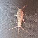 Silverfish Removal Brisbane image 4