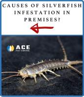 Silverfish Removal Brisbane image 3