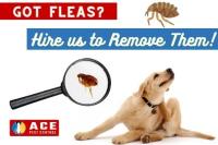 Ace Flea Removal Brisbane image 2