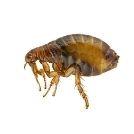 Ace Flea Removal Brisbane image 1