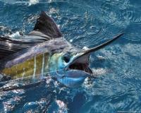 Gold Coast Fishing Charters image 2