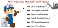 Ace Spider Removal Brisbane image 4