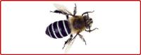 Wasp Removal Brisbane image 4