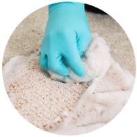 Carpet Cleaning Logan image 6