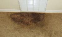 Carpet Cleaning Essendon image 4