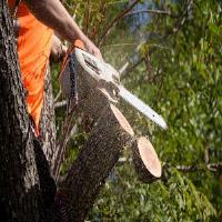 Aussie Tree Lopping Ipswich image 2