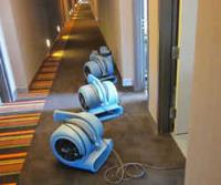 Carpet Cleaning Braddon image 6