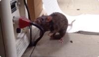 Pest Control Homebush image 3