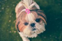 Mobile Dog Grooming image 4