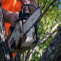 Chips Tree Lopping Brisbane Southside image 3