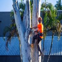 Chips Tree Lopping Brisbane Southside image 4