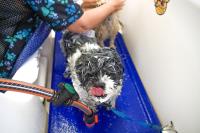 Dog Grooming Mandurah image 2