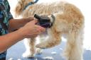 Dog Grooming Mandurah logo