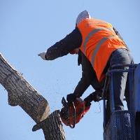 Aussie Tree Lopping Canberra image 3