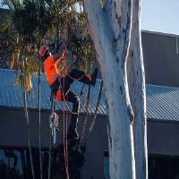 Aussie Tree Lopping Springfield Lakes image 3