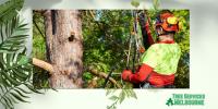 Tree Services Melbourne image 2