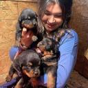 Rottweiler Puppies For Sale logo