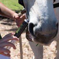 Equidae Botanical Horse Care image 5