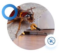 Professional Pest Control Brisbane image 1