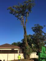 King Kong Tree Services image 4