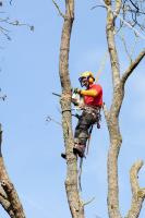 Tree Surgeons Townsville image 2