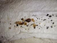 Organic Pest Control image 4