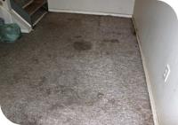 Flood Damage Restoration Melbourne image 1