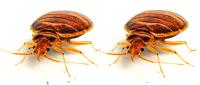 Bed Bug Control Adelaide image 1