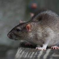 Rodent Control Brisbane image 1