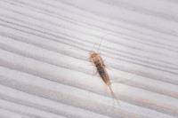 Silverfish Control Brisbane image 1