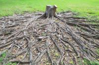 Tree Removal Toowoomba image 2