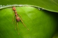 Max Ants Control Melbourne image 2