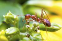 Max Ants Control Melbourne image 4