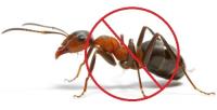 Pest Control Brisbane image 1