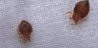 Bed Bug Control Adelaide image 1