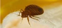 Bed Bugs Control Brisbane image 3