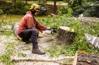 Tree Removal Bendigo image 1