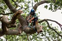 Tree Removal Bendigo image 6