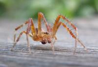 Ses Spider Control Melbourne image 3