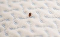 Bed Bug Control Perth image 1