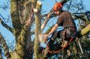 Tree Lopping Cairns logo