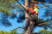 Tree Lopping Cairns image 6