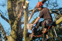 Tree Removal Seaford image 2