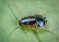 Cockroach Control Canberra image 1