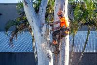 Aussie Tree Lopping Mackay image 3